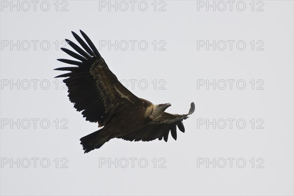 Griffon Vulture