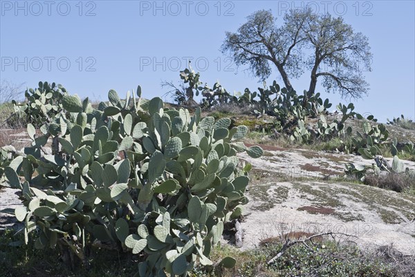 Prickly pear