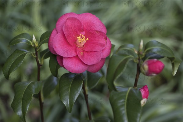 Camellia