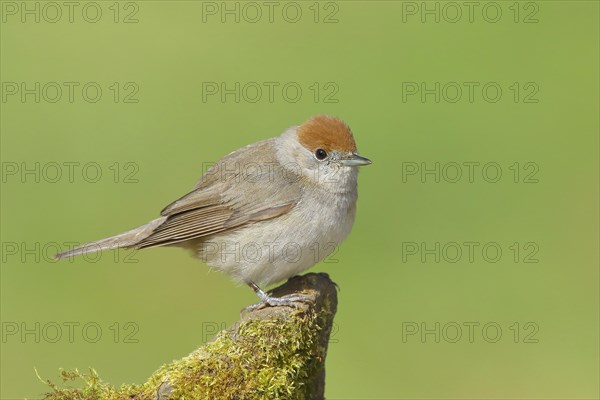 Blackcap