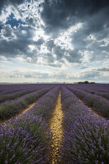 Flowering lavender