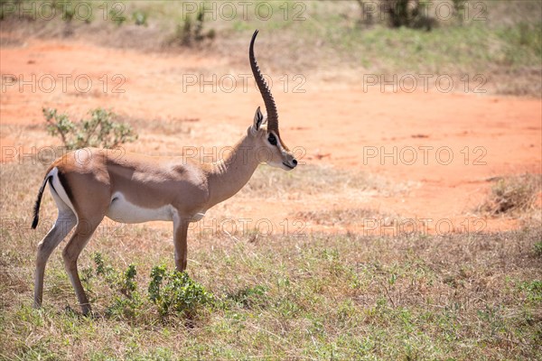 Portrait of a gazelles in the dry savannah of Tsavo East National Park