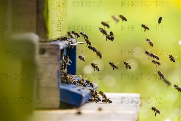 Beehives under blossoming cherry trees in spring