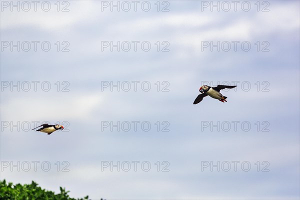 Two Puffins