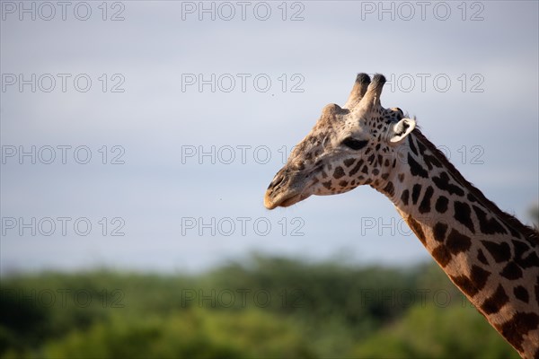 Single giraffe