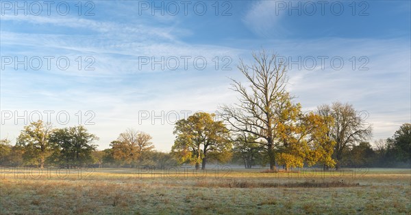 Solitary oaks in the Elbe meadows at dawn with ground fog in autumn