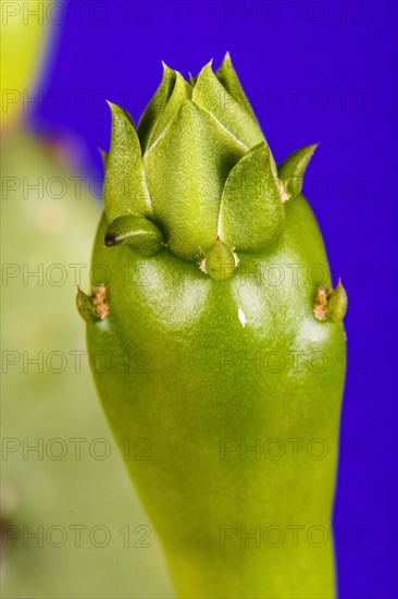 Shoot of a cactus pear