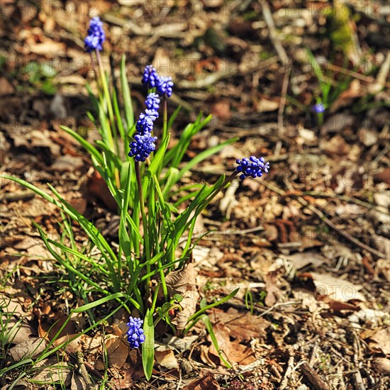 Grape hyacinth