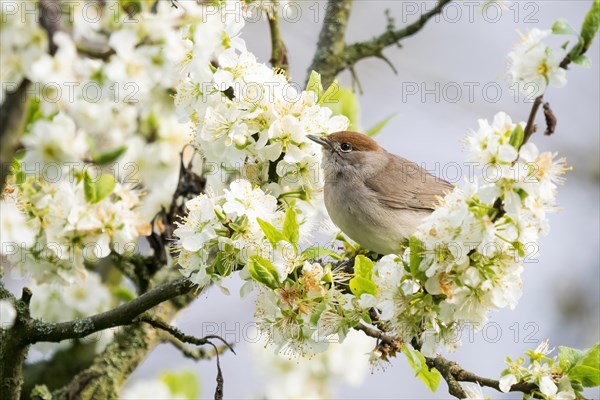 Blackcap