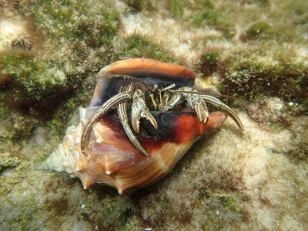 A hermit crab