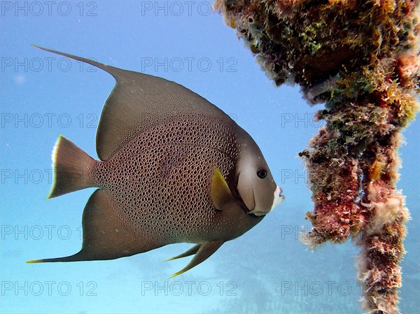 Gray angelfish