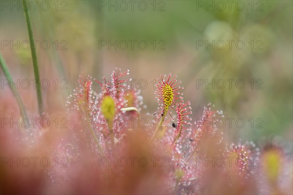 Oblong-leaved sundew