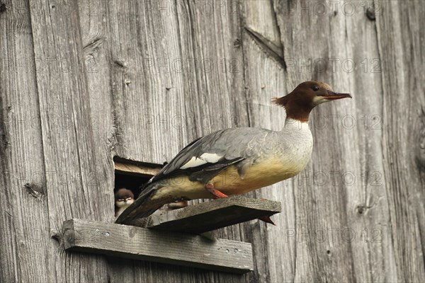 Common merganser