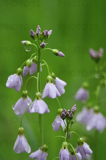 Cuckoo flower