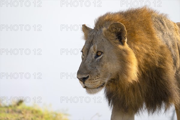 African lion