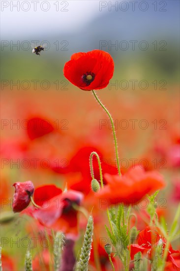 Poppy field