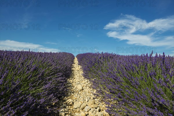 Flowering lavender