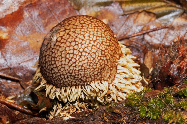 Spiny Puffball