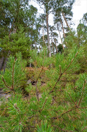 Fir twigs of the Enztalkiefer in the forest