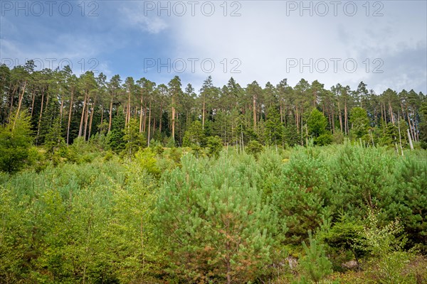 Enztalkiefer in the forest