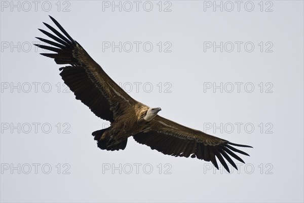 Griffon Vulture