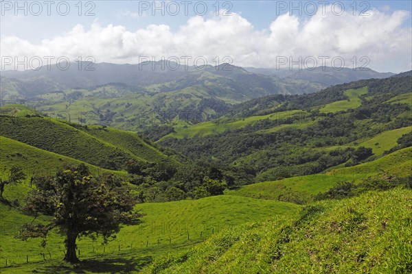 Green landscape