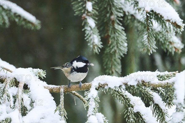 Coal tit