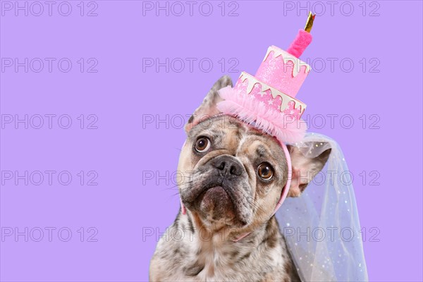 Funny French Bulldog dog with birthday party cake hat on violet background with copy space