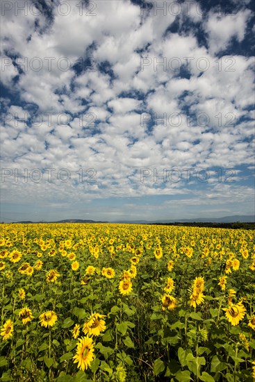 Flowering sunflower field