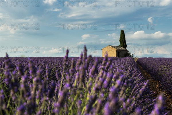 Flowering lavender