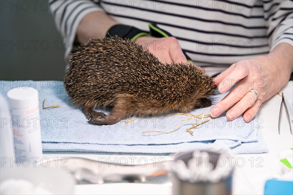 European hedgehog