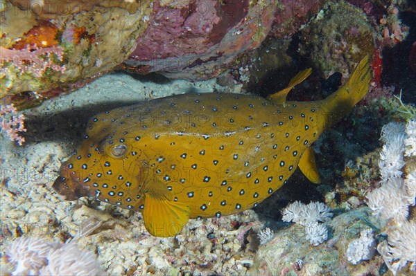 Yellow boxfish