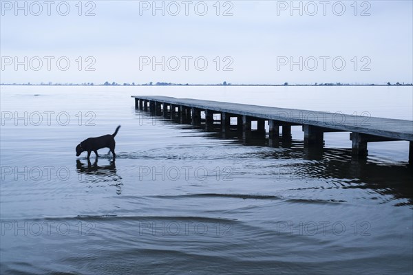 Dog running through the water