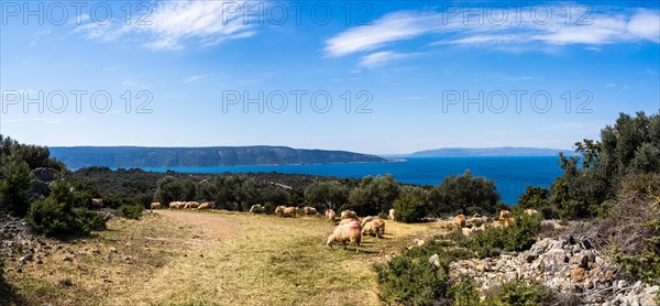 Grazing sheep