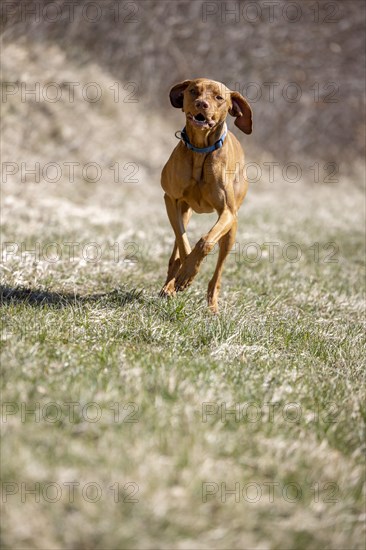 Roevidszoru Magyar Vizsla