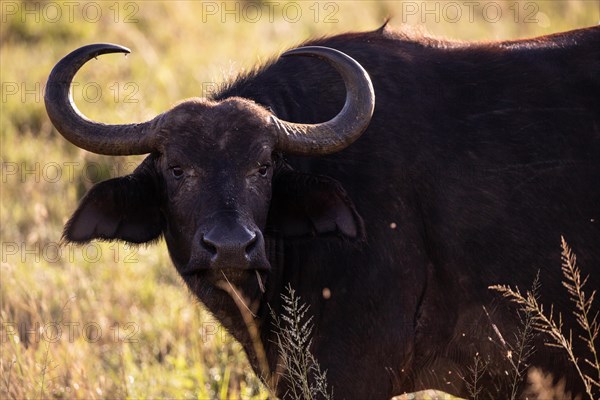 Buffalo