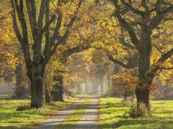 Oak avenue in autumn