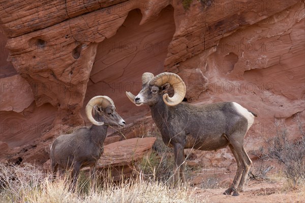 Desert bighorn sheep