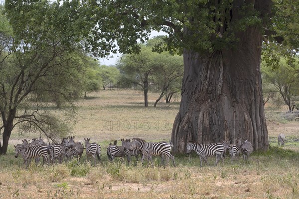 Plains zebra