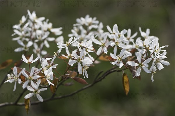 Rocky pear