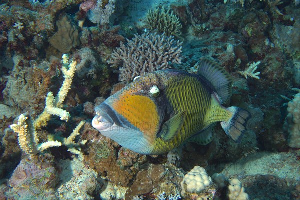 Titan triggerfish