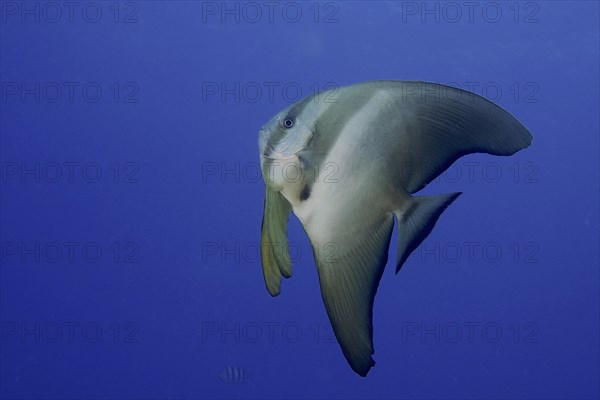 Juvenile roundhead batfish