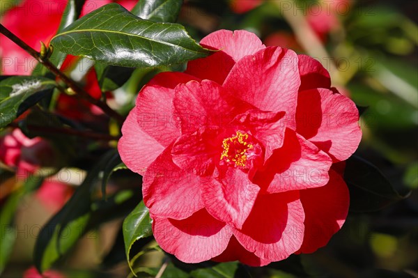 Ornamental camellia