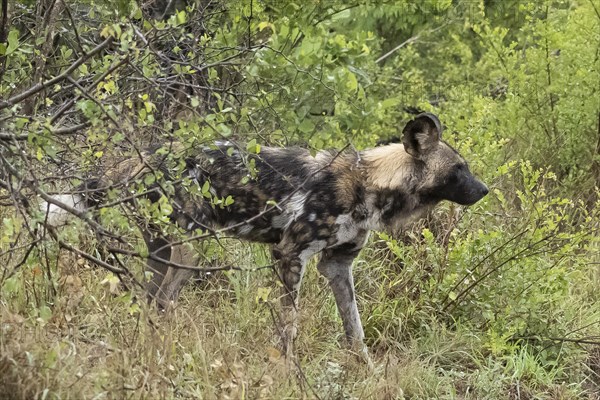 African wild dog