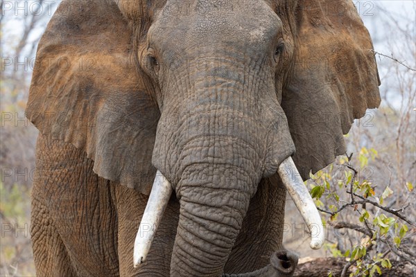 African elephant