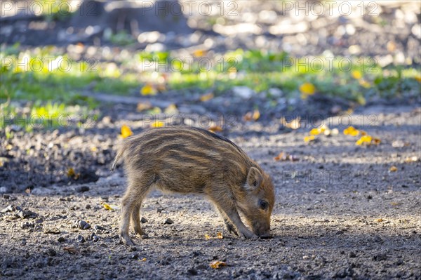 Wild boar