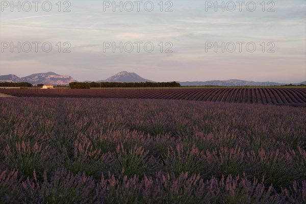 Flowering lavender