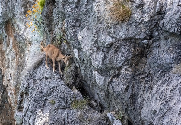 Goat on a cliff