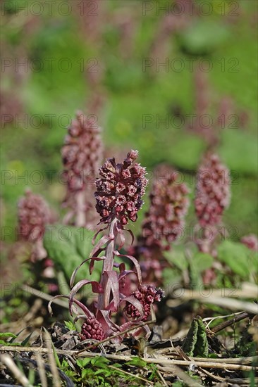 Butterbur