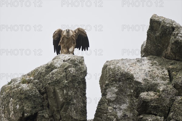 Griffon Vulture